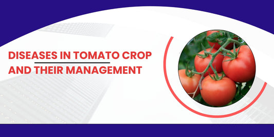Diseases in Tomato crop and their management