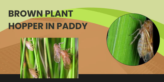 BROWN PLANT HOPPER IN PADDY