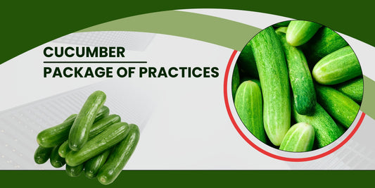 CUCUMBER PACKAGE OF PRACTICES