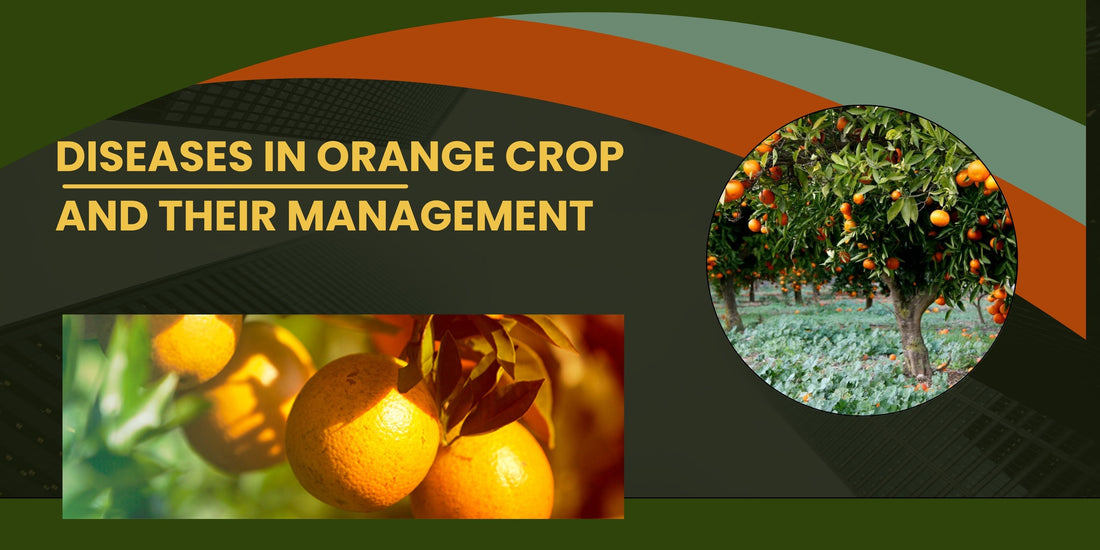 DISEASES AND PEST MANAGEMENT IN ORANGE