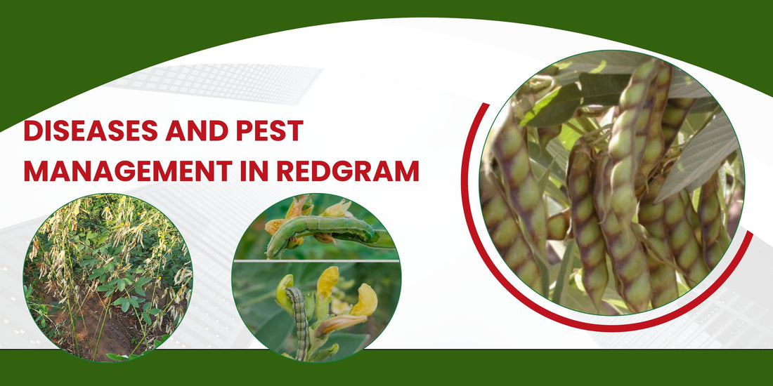 DISEASE AND PEST MANAGEMENT IN REDGRAM
