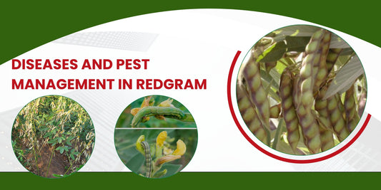 DISEASE AND PEST MANAGEMENT IN REDGRAM