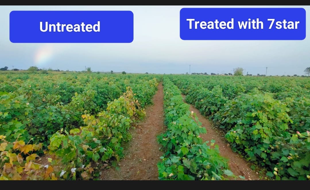 7 Star: Superior Wilt Management