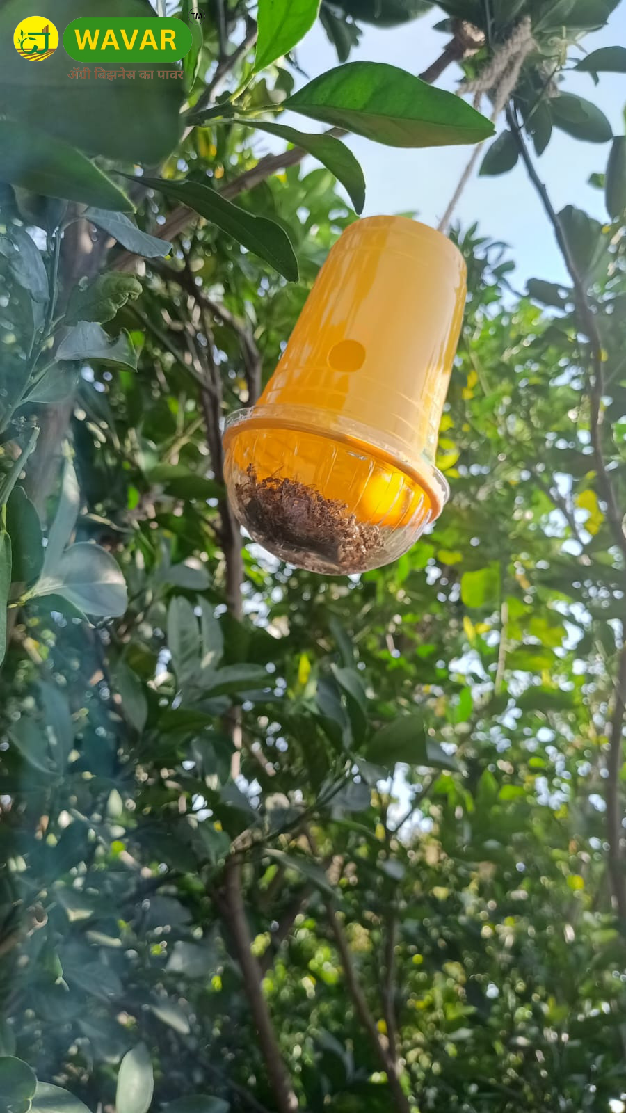 Fruit fly trap With Dorsalis lure