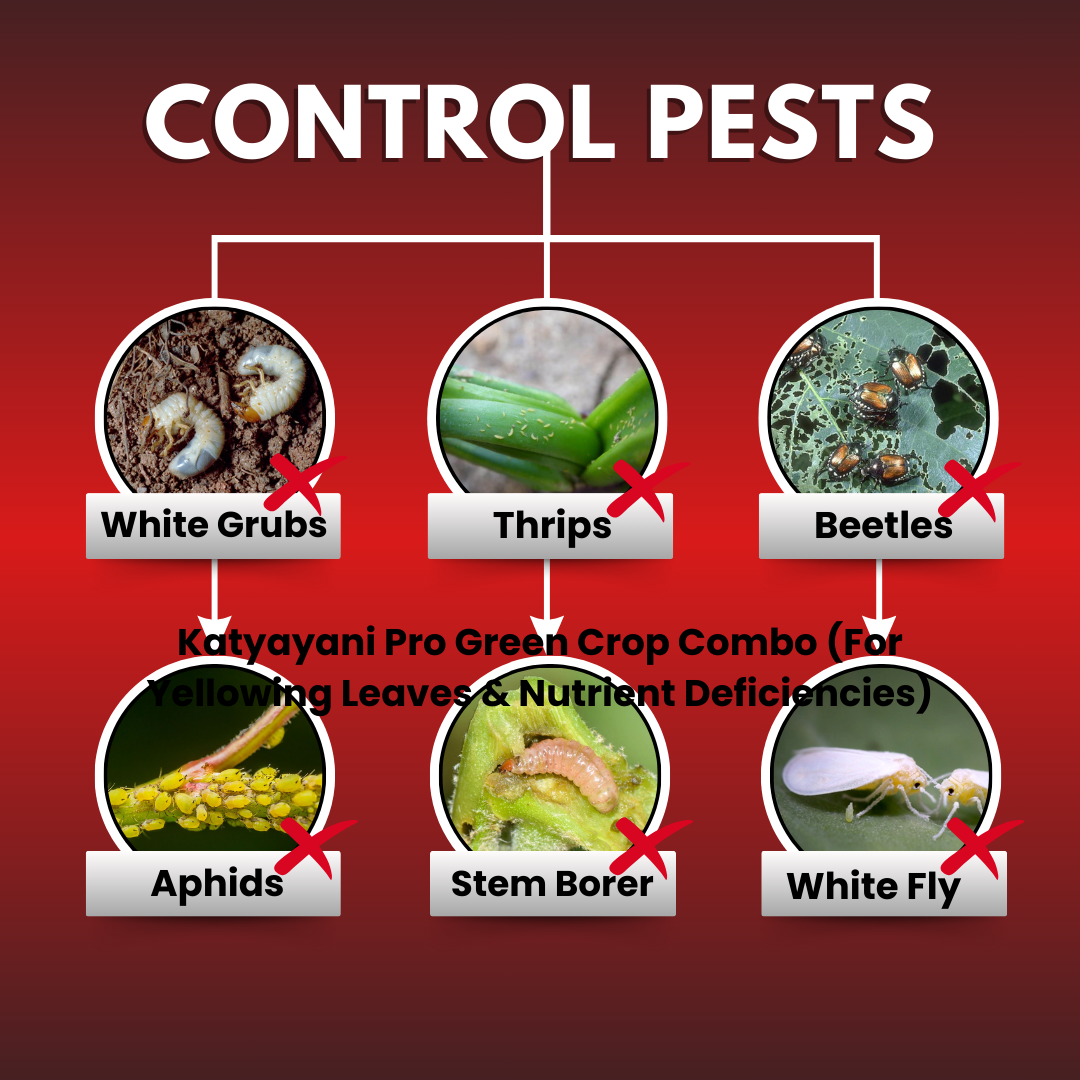 KATYAYANI Nashak Chemical Insecticide | Fipronil 40% + Imidacloprid 40% WG