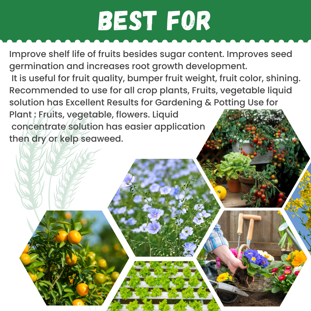 Katyayani Seaweed Extract| Fertilizer