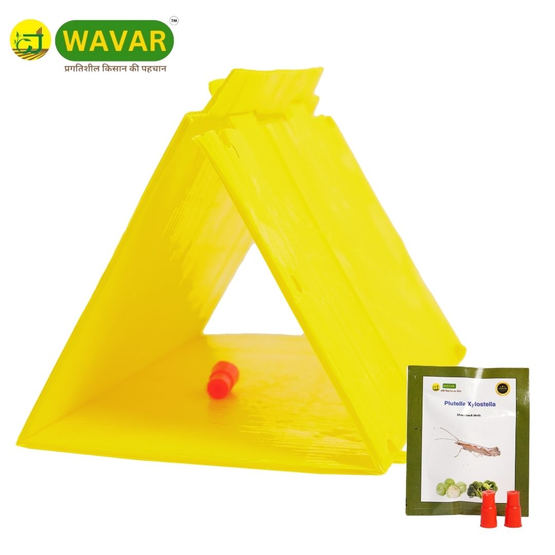Delta Trap with Plutella Xylostella