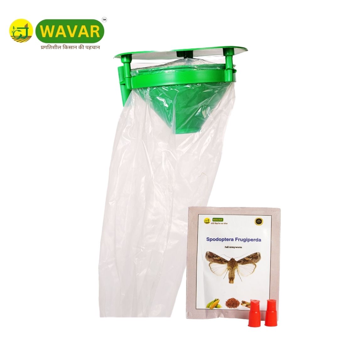 Funnel Trap with Spodoptera Frugiperda