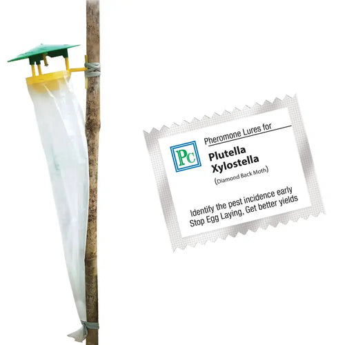 Pheromone Traps and Plutella xylostella lures (pack of 10 Traps and 10 Lures).