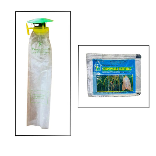 Pheromone Traps and Scirpophaga incertulas lures (pack of 10 Traps and 10 Lures).