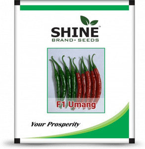 Shine Brand Chilli Umang F1