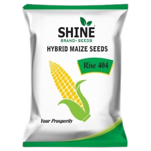 Shine Seed Maize Rise 404 Hybrid