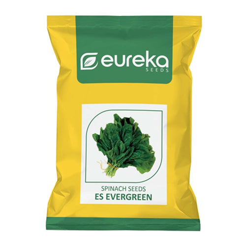 PALAK ES EVERGREEN IMPROVED