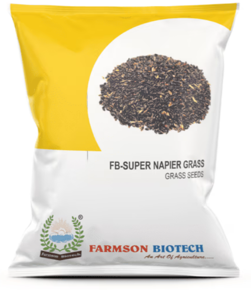 FB-SUPER NAPIER GRASS SEEDS