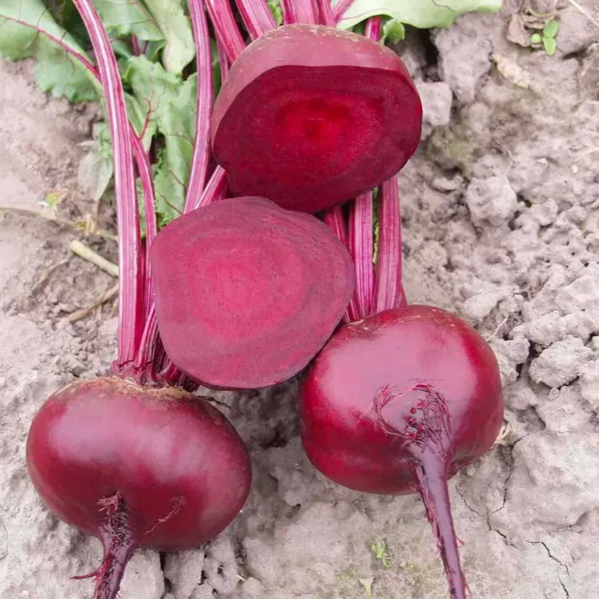 Shine seeds Beetroot F1 Red ball