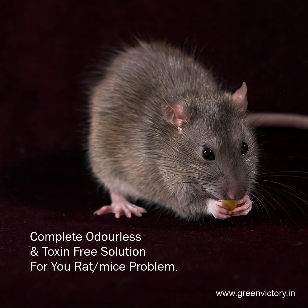 Rizo Natural Rodent Bait – Safe, Effective, and Odor-Free Indoor Rodent Control