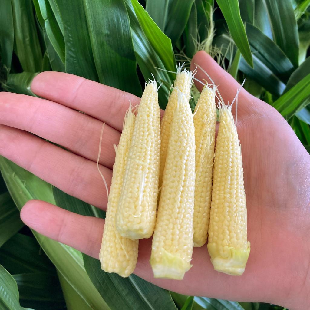 Shine seeds hybrid baby corn 60