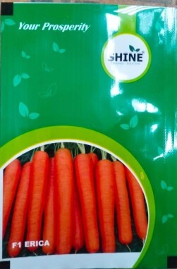 Shine Seed Carrot F1-Erica