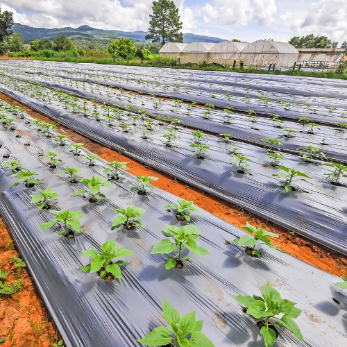 Mulching Sheets uses in Agriculture