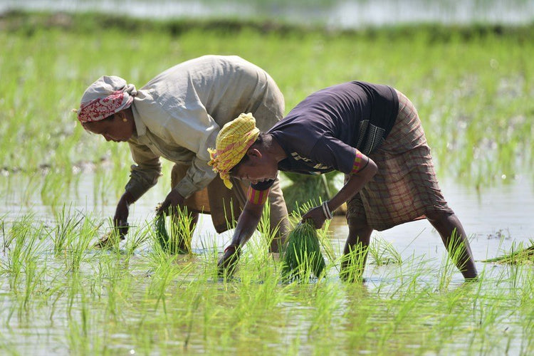 Paddy Field Diseases