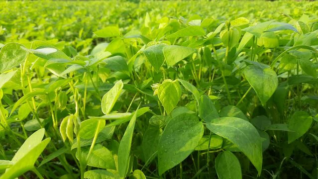 Pest Management in Horsegram
