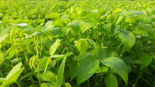 Pest Management in Horsegram