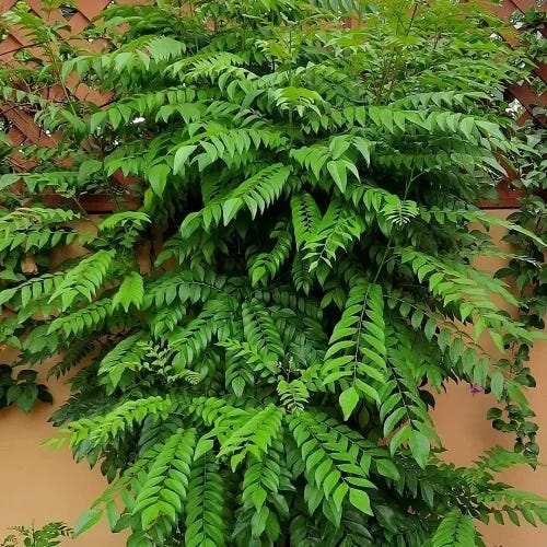 Pest management in Cury leaf