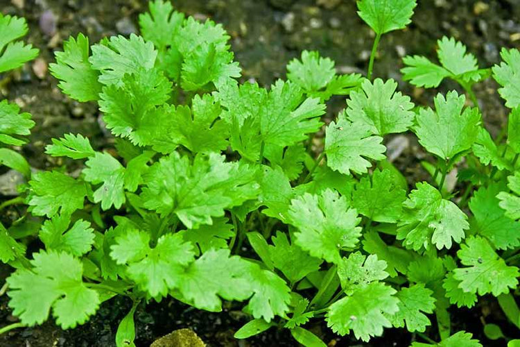 Pest management in Coriander