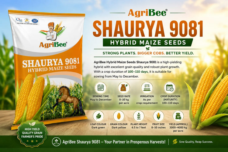 AgriBee Hybrid Maize Seeds Shaurya 9081