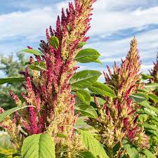 Thriving Amaranth: Mastering Disease Management
