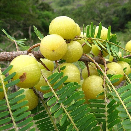 Amla Plant Health: Complete Disease Control Guide
