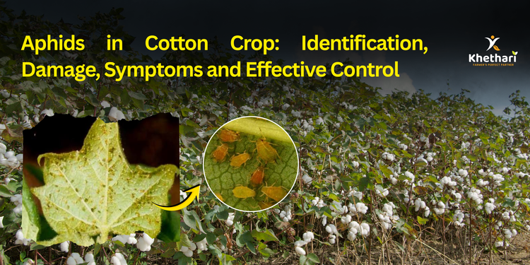 Aphids in Cotton Crop: Identification, Damage, Symptoms and Effective Control