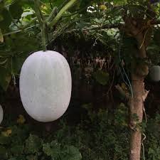 Ash Gourd