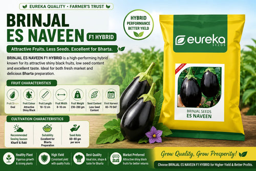 BRINJAL ES NAVEEN F1 HYBRID – Attractive Fruits with Excellent Bharta Quality