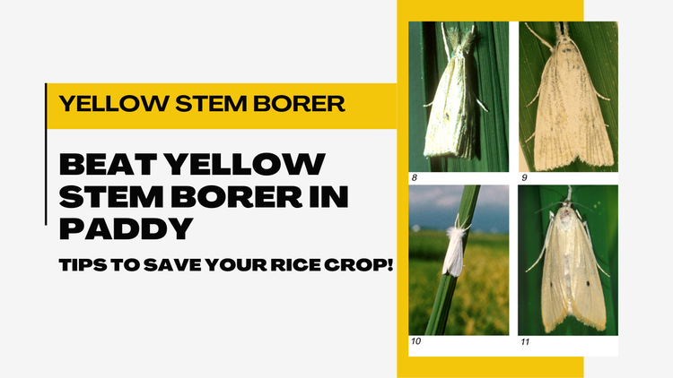 How to Understand and Get Rid of the Yellow Stem Borer in Paddy Fields