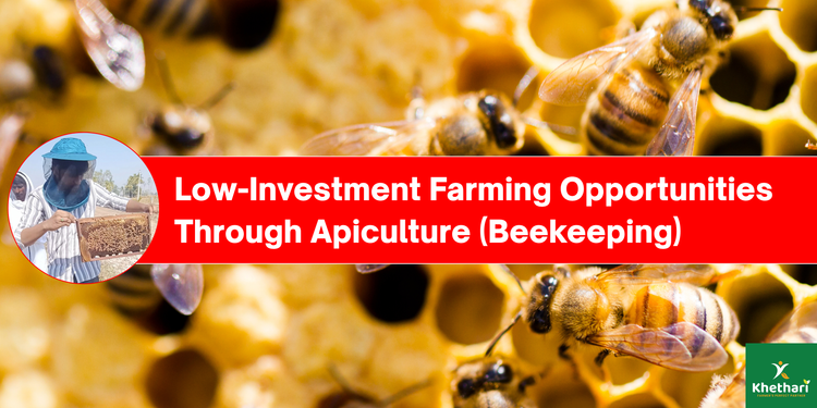 Low-Investment Farming Opportunities Through Apiculture (Beekeeping)