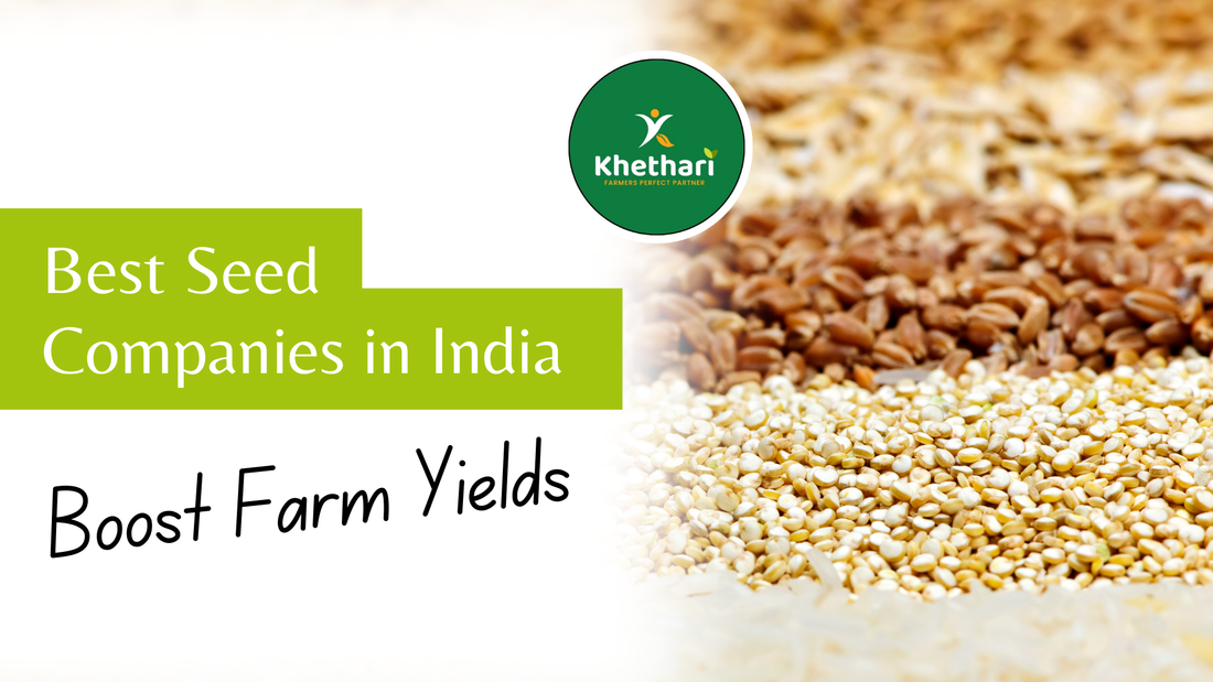 Best Seed Companies in India Revolutionizing Agriculture with Innovative Solutions