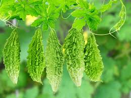 Bitter gourd
