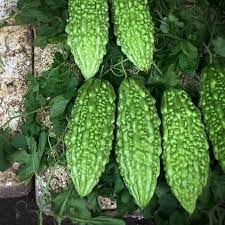  Bitter gourd