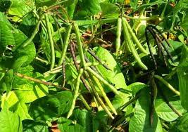 Diseases of Black gram