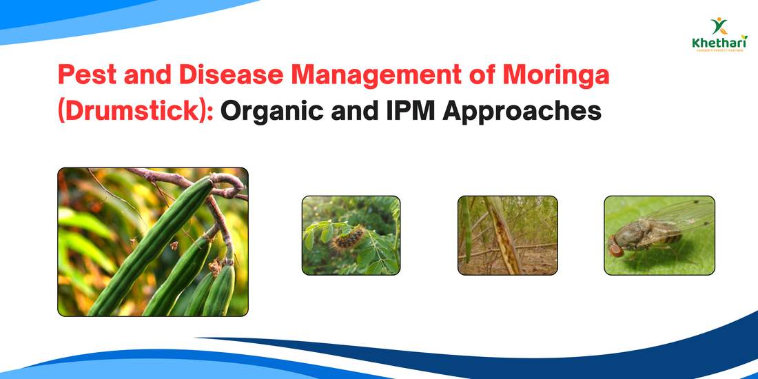 Pest and Disease Management of Moringa (Drumstick): Organic and IPM Approaches