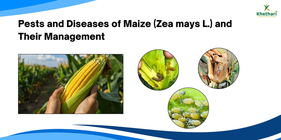 Pests and Diseases of Maize (Zea mays L.) and Their Management
