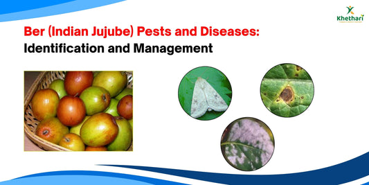 Ber (Indian Jujube) Pests and Diseases: Identification and Management