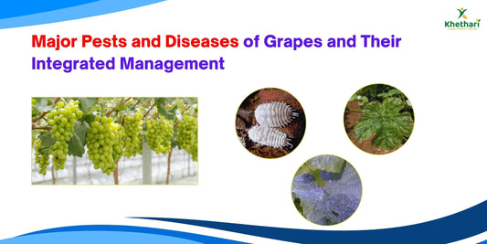 Major Pests and Diseases of Grapes and Their Integrated Management