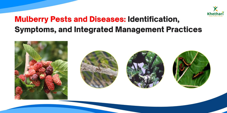 Mulberry Pests and Diseases: Identification, Symptoms, and Integrated Management Practices