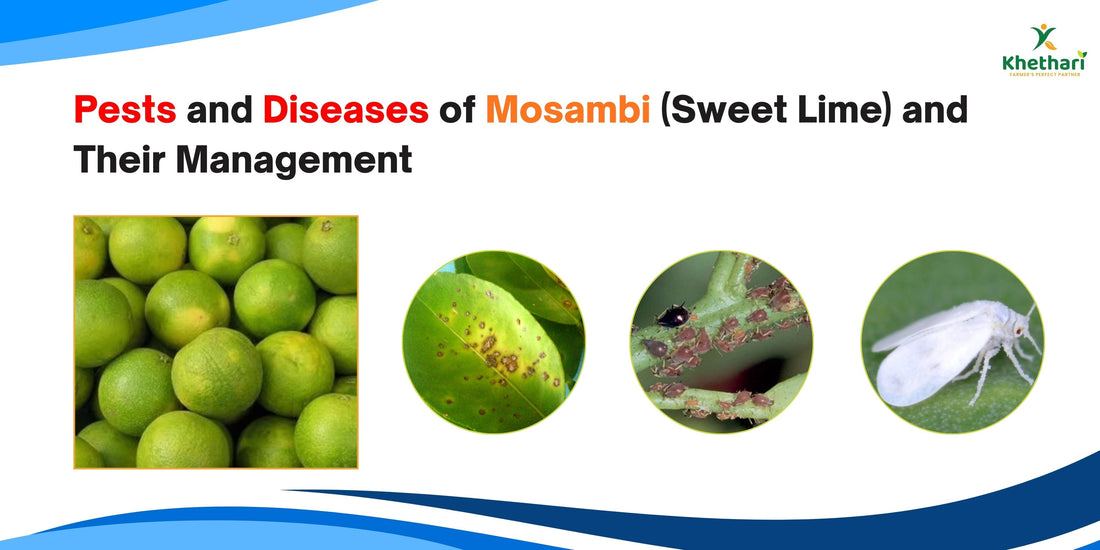 Pests and Diseases of Mosambi (Sweet Lime) and Their Management
