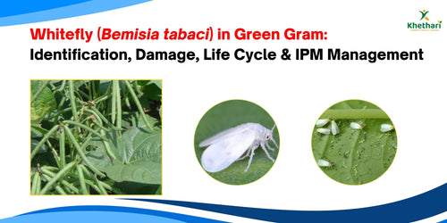 Whitefly (Bemisia tabaci) Pest Overview: Identification, Damage, Life Cycle & IPM Management