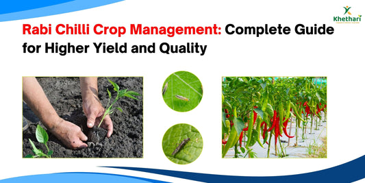 Rabi Chilli Crop Management: Complete Guide for Higher Yield and Quality