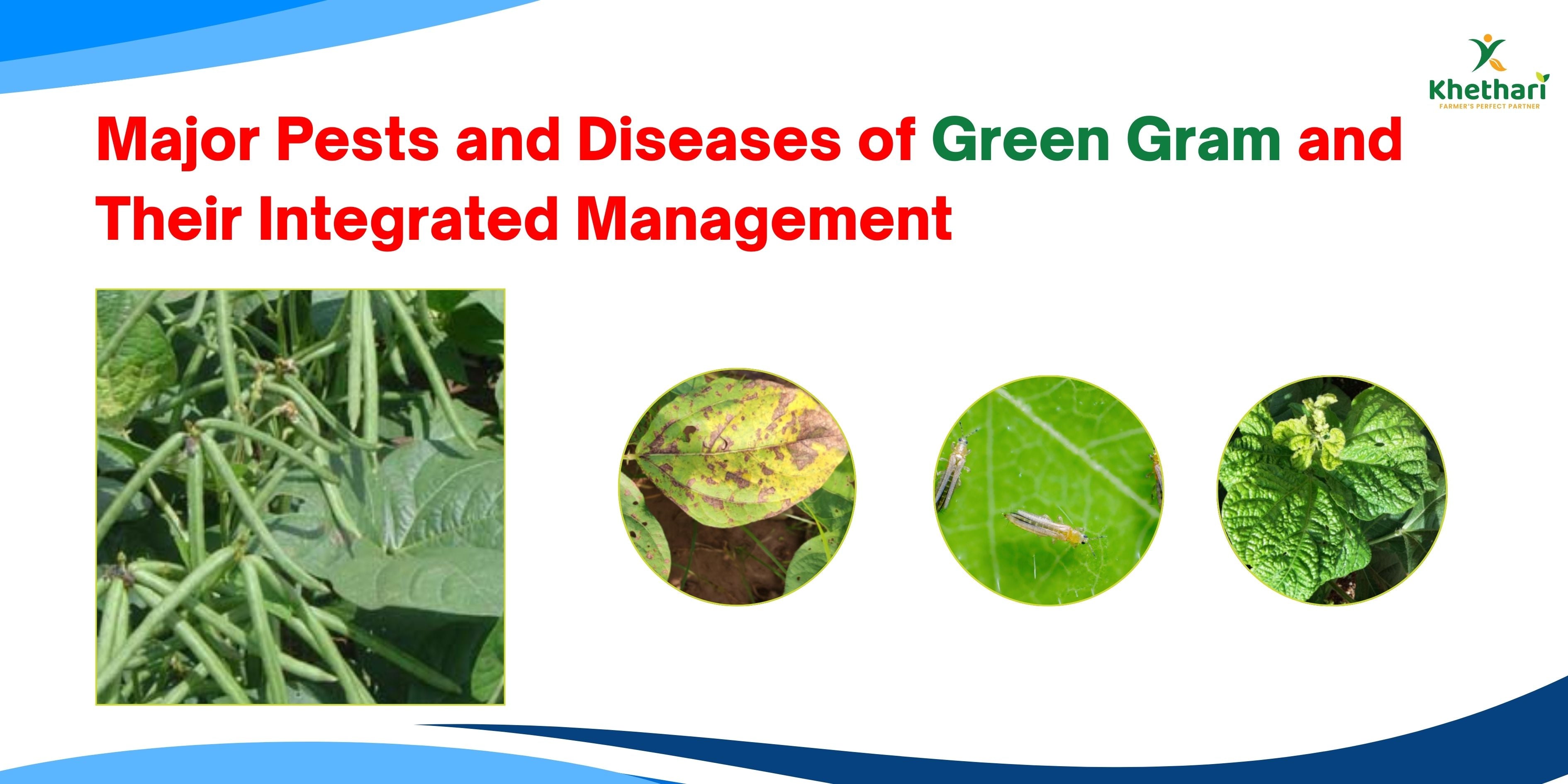 Major Pests and Diseases of Green Gram and Their Integrated Management ...