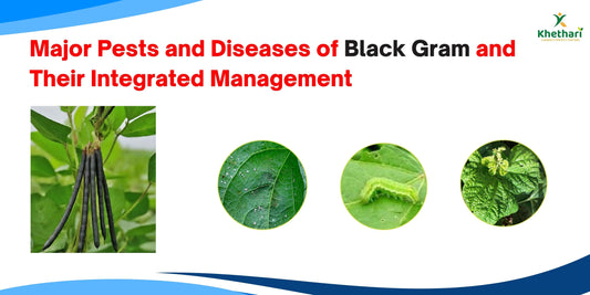 Major Pests and Diseases of Black Gram (Urad) and Their Integrated Management